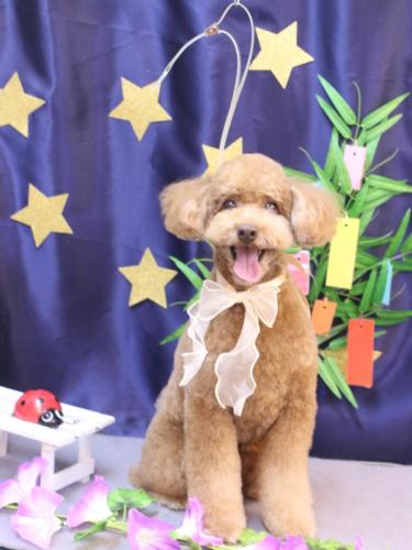 20230727ぷぷくん